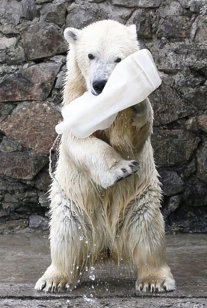 Aurora plays with a plastic flask at the Royev Ruchey Zoo in Krasnoyarsk