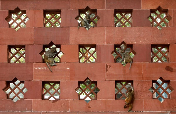 Baby monkeys play on a wall of Indias Parliament premises in New Delhi