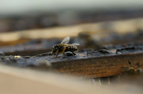 A bee is seen on the edge of the frame of a beehive in Gharghur