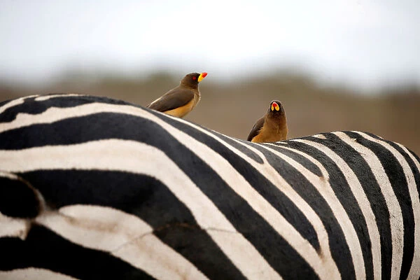 Birds sit on the back of a zebra in the Nairobi National Park, near Nairobi