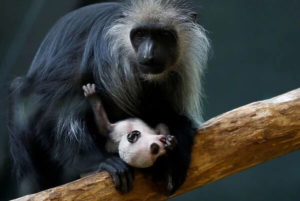A black-and-white colobus monkey holds its 11 days old infant at its enclosure in