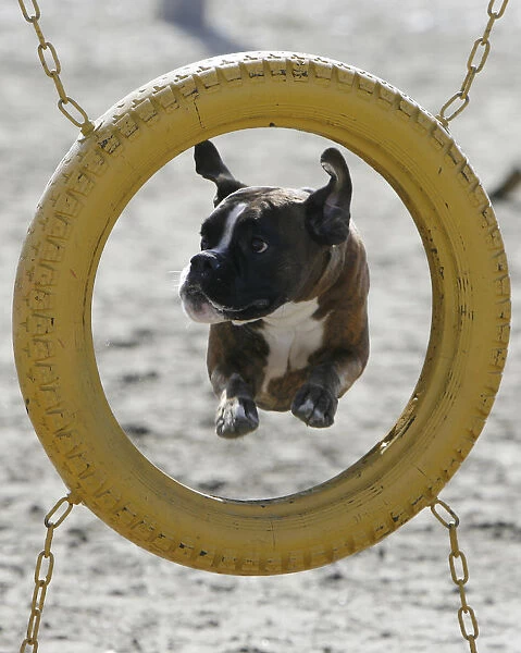 A boxer dog jumps through a tyre during an annual dog show in the southern Russian city