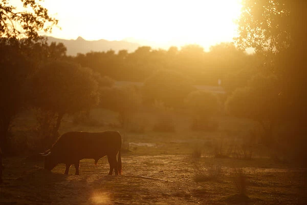 A bull grazes during sunset at Reservatauro Ronda cattle ranch in Ronda
