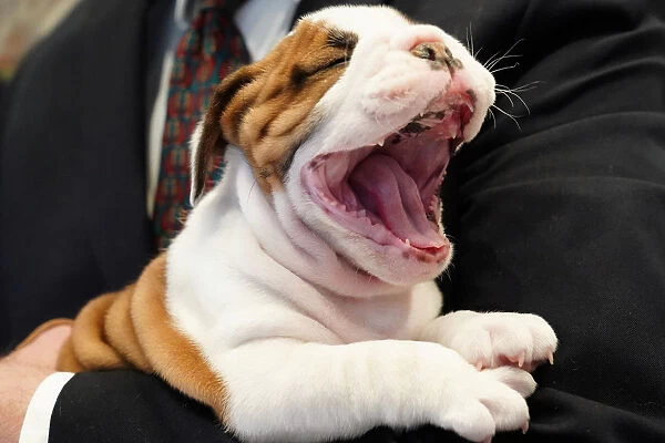 A Bulldog owned by Peter Festa yawns, at the American Kennel Clubs Museum of the Dog