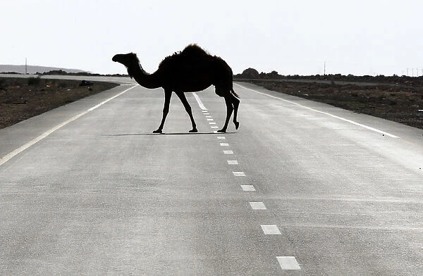 A camel crosses a road near Ras Lanuf
