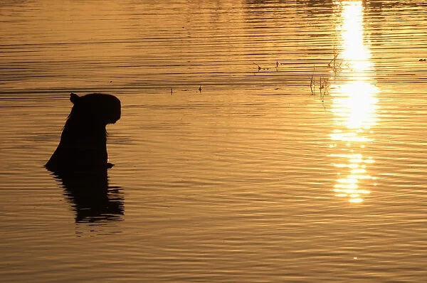 A capybara stands in a lagoon at sunset at the Hato La Aurora