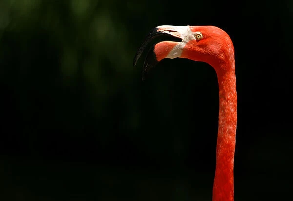 A Caribbean Flamingo looks out from his pond area at the San Diego Zoo