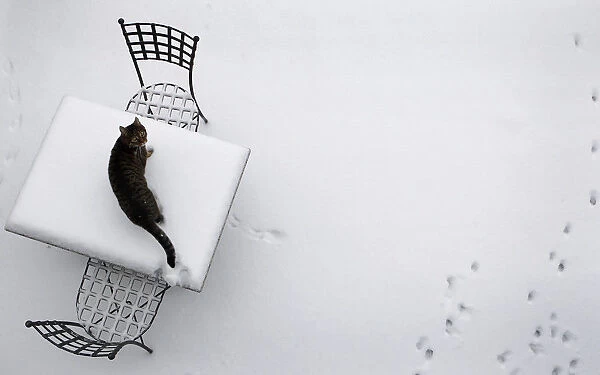 A cat looks up from a snow-covered table in a garden in Hanau
