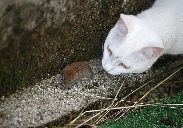 A cat plays with mouse in a courtyard in Medvode