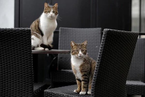 Two cats are seen at the terrace of a coffee shop in Belgrade