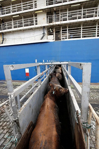 Cattle are loaded onto the NADA vessel in the port of Santos
