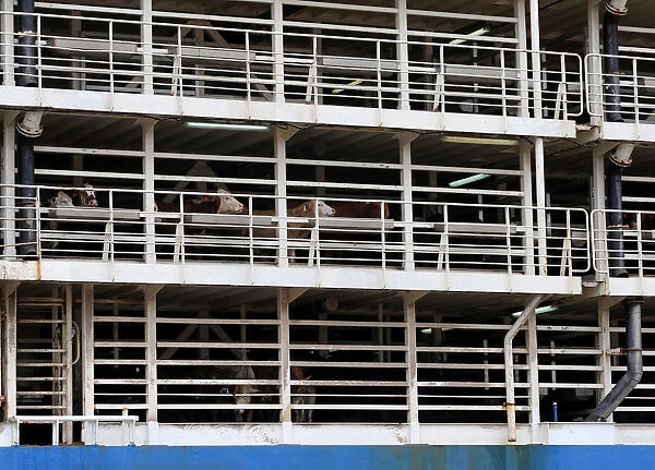 Cattle are seen on the NADA vessel in the port of Santos