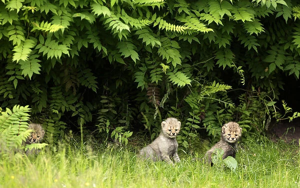 Cheetah cubs sit in their enclosure at the zoo in Muenster