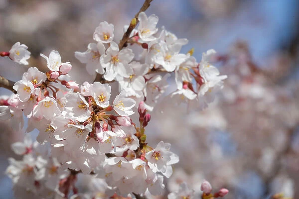 Cherry blossoms begin to bloom in Washington