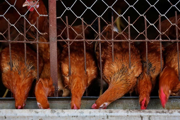 Chickens eat at a farm in Hanoi, Vietnam
