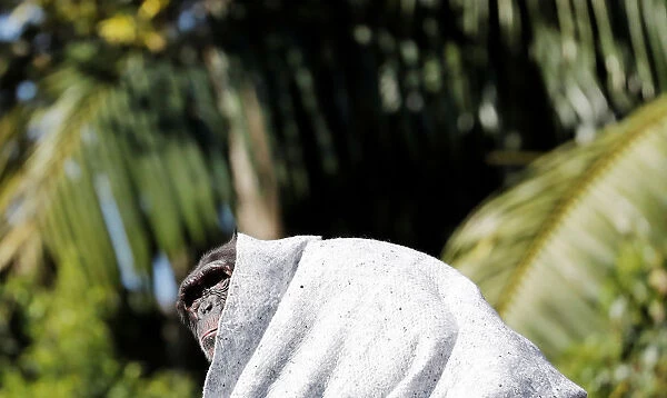 A chimpanzee covers itself with a blanket to protect itself from cold at Sao Paulo Zoo
