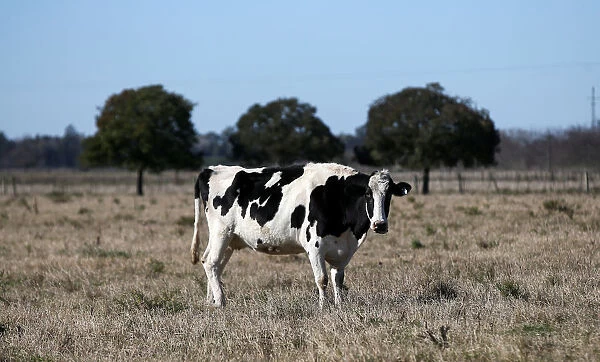 A cow is seen in a farm in Lujan, on the outskirts of Buenos Aires