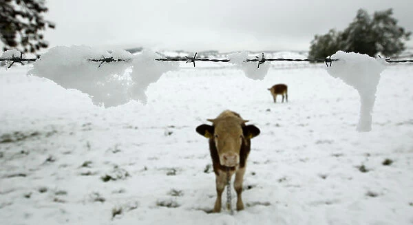 A cow stands in a snow covered field near Murnau