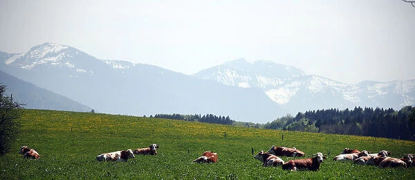 Cows lie in a field in Reitham near Warngau