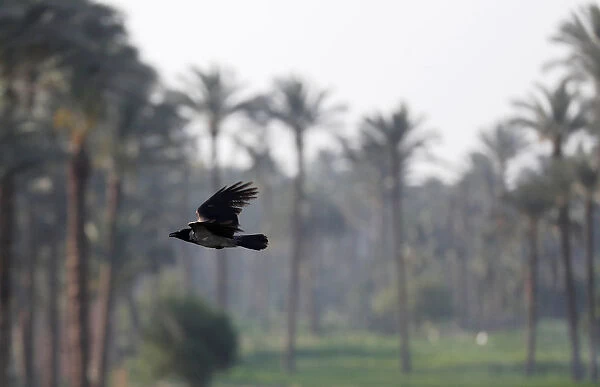 A crow flies over date palm trees at fields on the outskirts of Cairo
