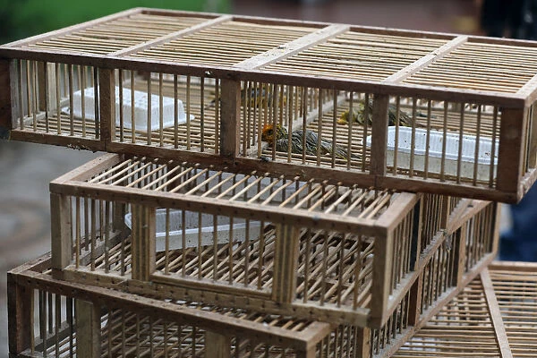 Dead saffron finch birds are seen in cages, after Peruvian authorities rescued over 500