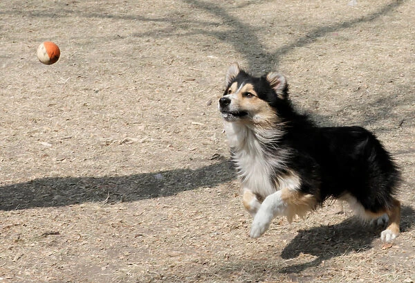 A dog is pictured during a training session run at a park
