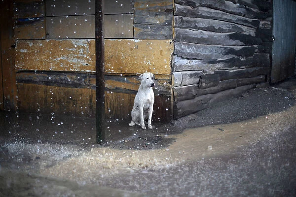 A dog takes cover from heavy rain outside a wooden house in San Jose Pinula