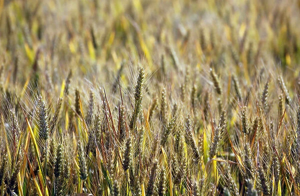 Ears of wheat are seen in a wheat field in Mouchamps