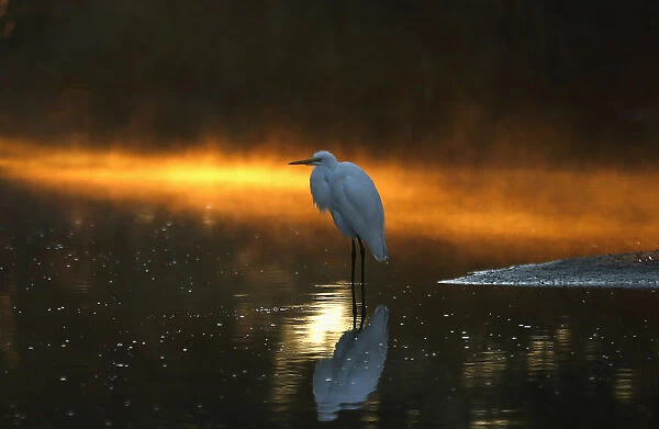 An Egret sits in a canal as morning sun reflects off the mist