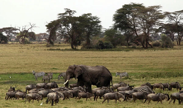 An elephant grazes among wildebeests and zebras during a census at the Amboseli National