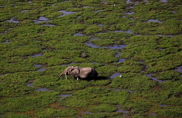 An elephant walks through a swamp in Amboseli National park