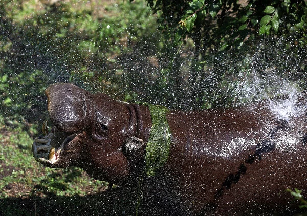Emilio, a pygmy hippopotamus, is sprayed with water to cool down on a hot summer day at