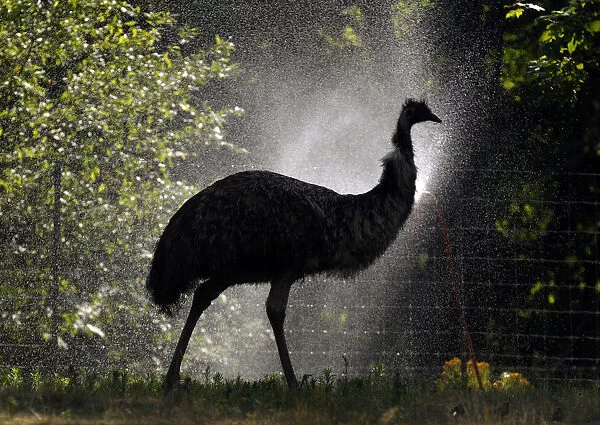 An emu walks thru a mist of water set up to cool animals at the Franklin Park Zoo during