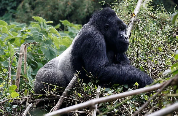 An endangered silverback high mountain gorilla from Sabyinyo family walks inside a forest