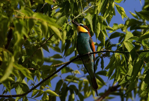 A European bee-eater sits on a tree branch with prey near the village of Alekseevka