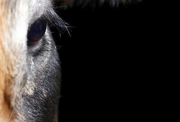 Eye of an Aubrac breed cow is pictured in a barn in Curieres