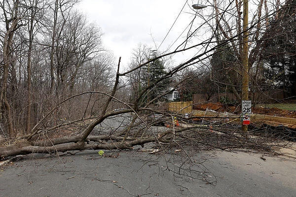 A fallen tree blocks a road on Rodman Street