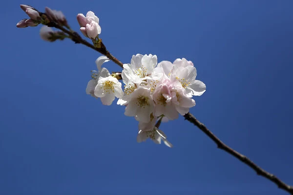 The famed cherry trees blossom along the Tidal Basin in Washington