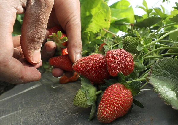 A farmer harvests his strawberry crop in a field in the Beheira Governorate