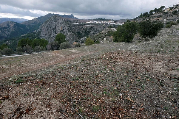Empty fields of grinded down almond trees are shown in a quarantine area around a tree