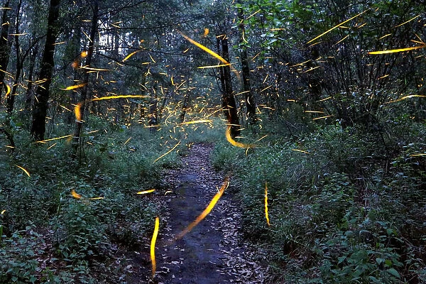 Fireflies seeking mates light up in synchronised bursts inside a forest at Santa Clara