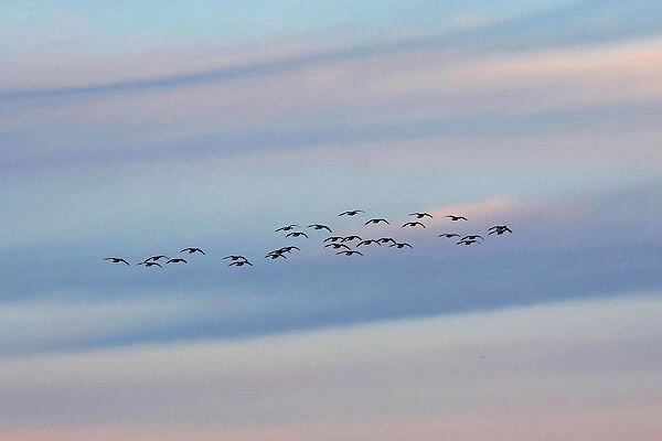 A flock of Canda geese fly at dusk over the Piermont Marsh along the Hudson River in