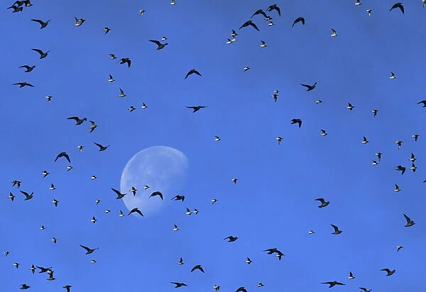 Flocks of wading and sea birds pass in front of the moon as they fly over the coastline