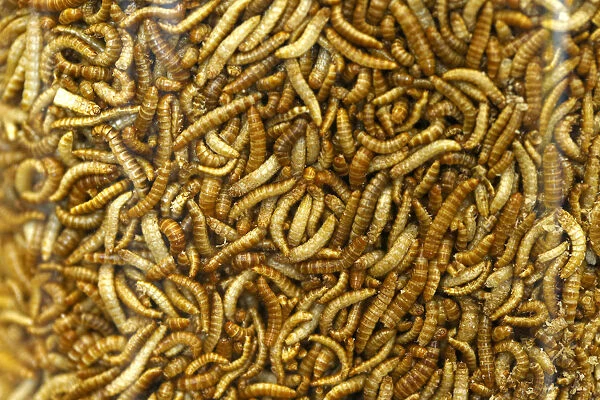 Food raw material larvae are pictured at the headquarters of German retailer Metro AG in