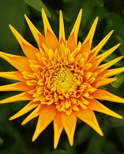 A Gazania flower is on display during the 2009 California Pack Trial at the Ecke Ranch