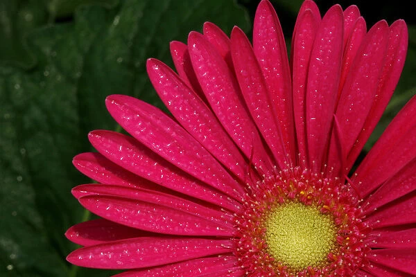 A Gerbera flower is seen for export at a plantation in LLano Grande