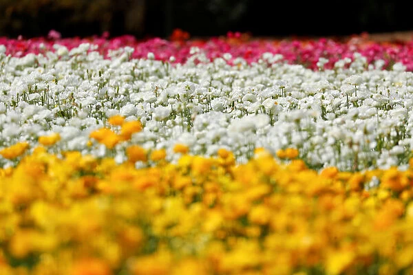 Giant Tecolote ranunculus flowers bloom at the Flower Fields at Carlsbad Ranch in