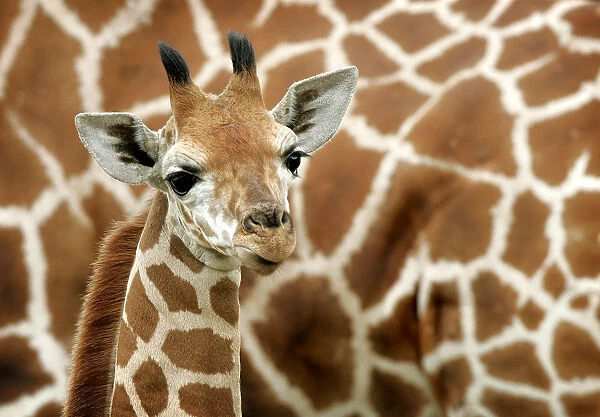 Giraffe baby stands next to his mother at Safari park in Hodenhagen
