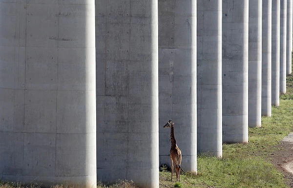 A giraffe walks near the elevated railway line that allows movement of animals below the