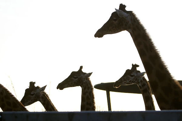 Giraffes gather at the Paris Zoological Park in the Bois de Vincennes in the east of